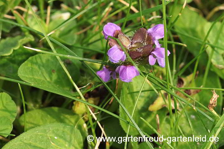 Prunella vulgaris – Kleine Braunelle