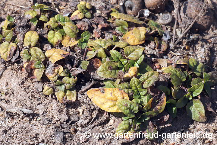 Prunella vulgaris – Kleine bzw. Gewöhnliche Braunelle
