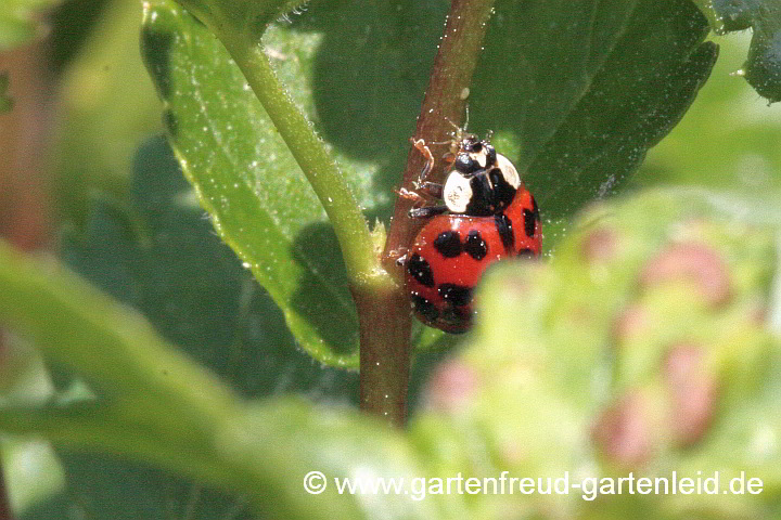 Asiatischer Marienkäfer (Harmonia axyrides) an Ribes alpinum (Alpen-Johannisbeere)