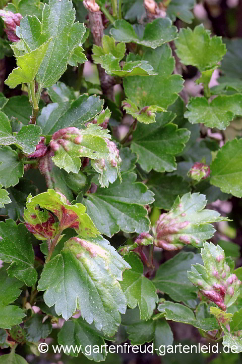 Ribes alpinum (Alpen-Johannisbeere) mit Blasenlaus-Befall