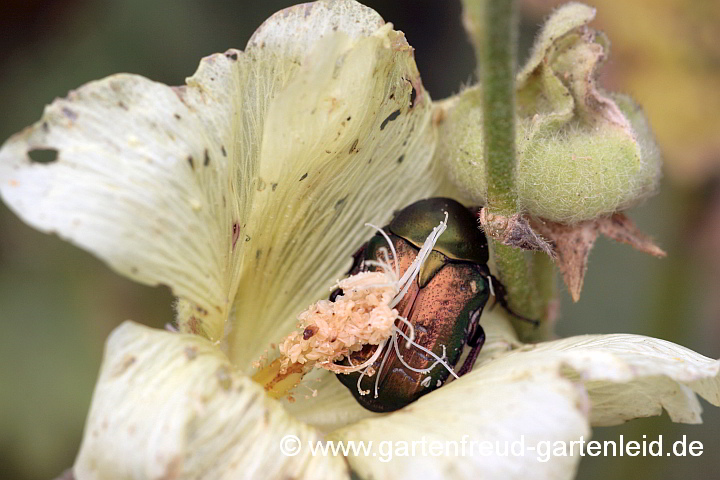 Rosenkäfer auf Alcea rugosa