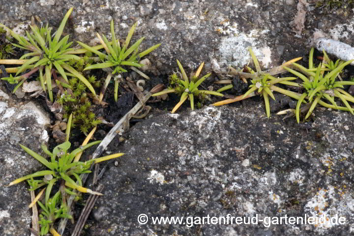 Sagina procumbens – Niederliegendes Mastkraut