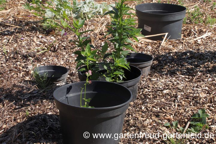 Schneckenschutzhauben aus Plastikblument&ouml;pfen