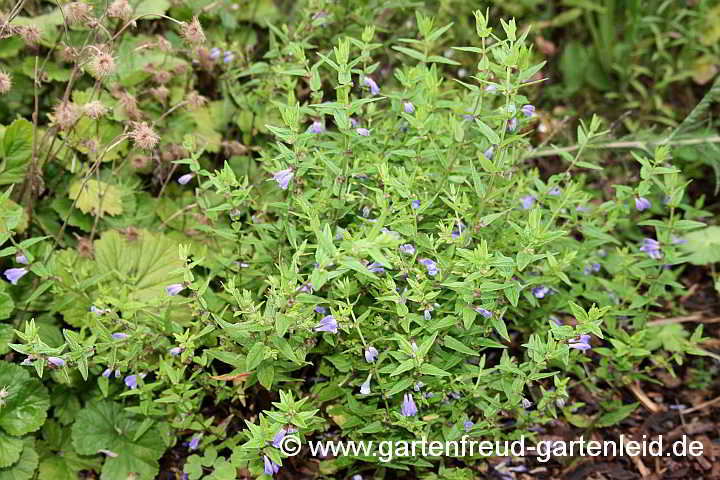 Scutellaria galericulata – Sumpf-Helmkraut