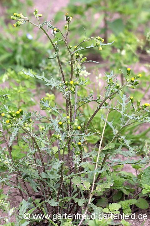 Senecio vulgaris – Gewöhnliches Kreuzkraut