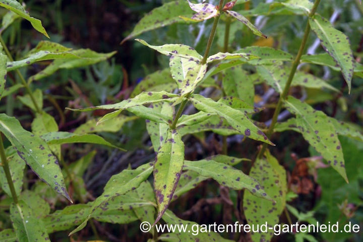 Phlox paniculata (Hoher Sommer-Phlox) mit Septoria