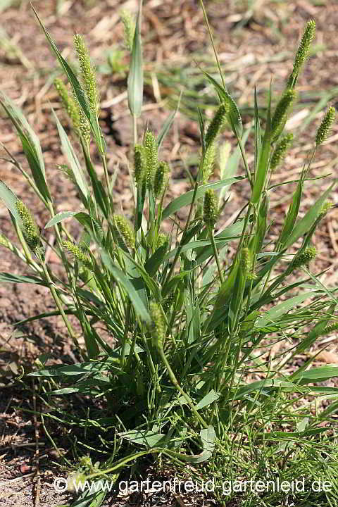 Setaria viridis – Grüne Borstenhirse