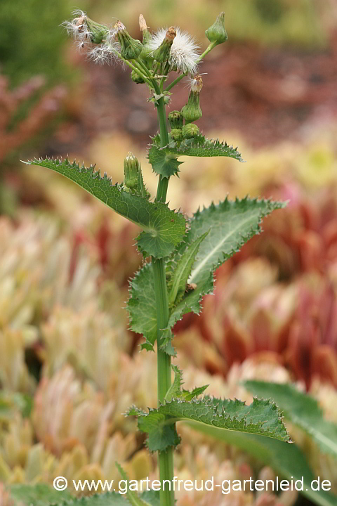 Sonchus asper – Raue Gänsedistel