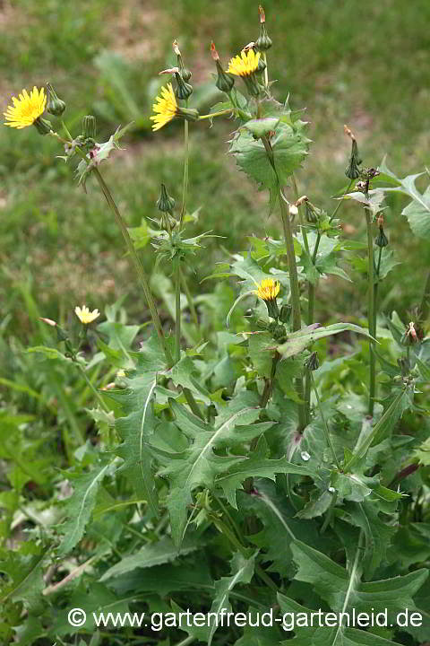 Sonchus oleraceus – Kohl-Gänsedistel