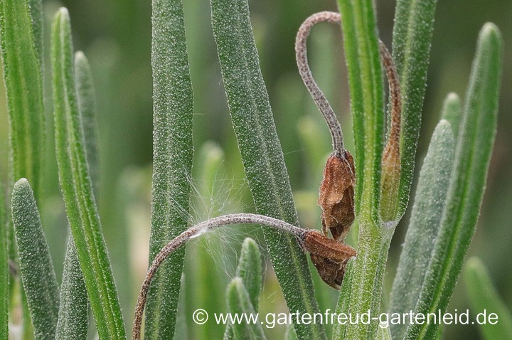 Lavandula angustifolia (Echter Lavendel) mit erfrorenen Knospen