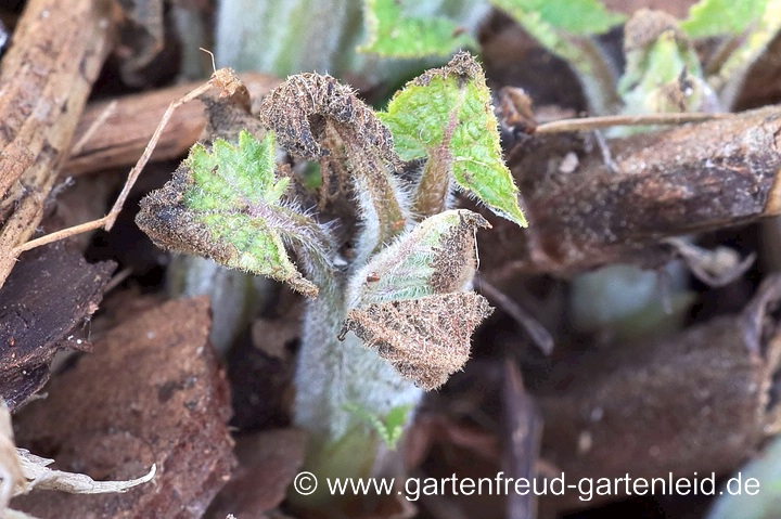 Die einheimische Salvia glutinosa (Klebriger Salbei) mit Spätfrostschaden