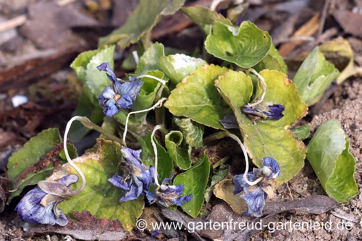 Viola odorata (Duft-Veilchen) mit erfrorenen Blüten