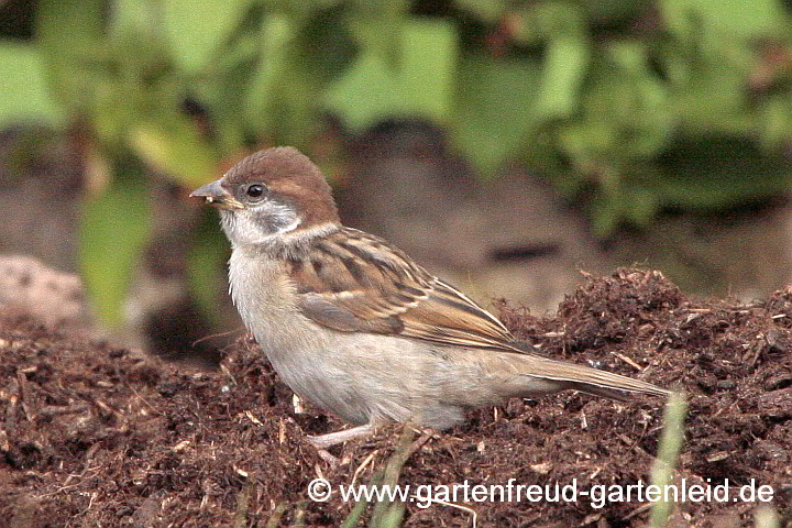 Haussperling, Weibchen