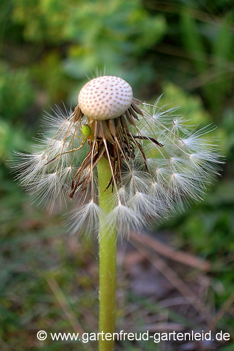 Taraxacum sp. – Löwenzahn, Samenstand