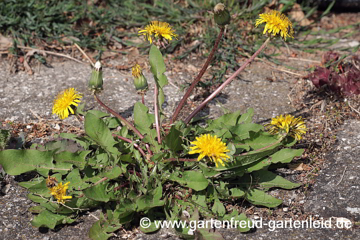 Taraxacum officinale – Löwenzahn