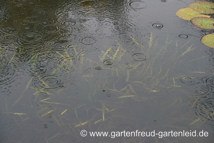 Teich im Regen