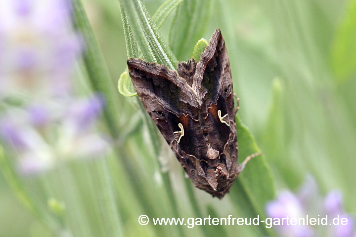 Gammaeule auf Lavandula angustifolia (Lavendel)