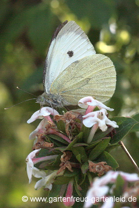 Großer Kohlweißling auf Abelia mosanensis (Koreanische Abelie)