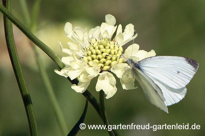 Kleiner Kohlweißling auf Cephalaria gigantea (Riesen-Schuppenkopf)