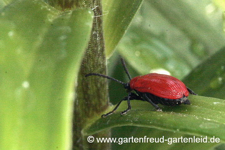 Lilienhähnchen auf einer Lilie