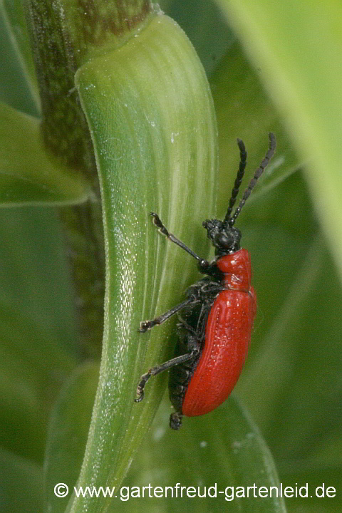 Lilienhähnchen – Lilioceris lilii