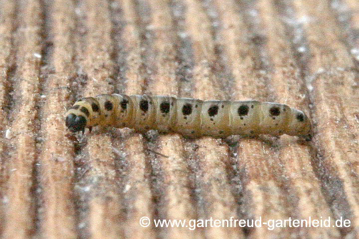 Raupe der Pfaffenhütchen-Gespinstmotte