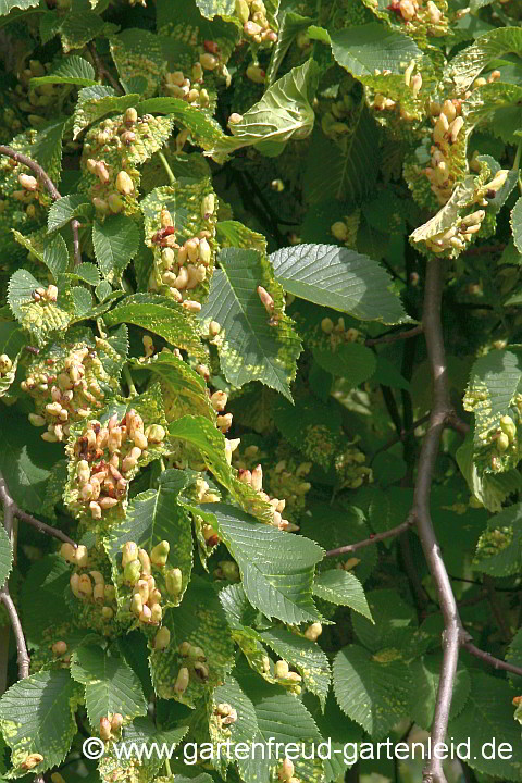 Ulmus glabra 'Camperdownii' mit Ulmenblasenlaus