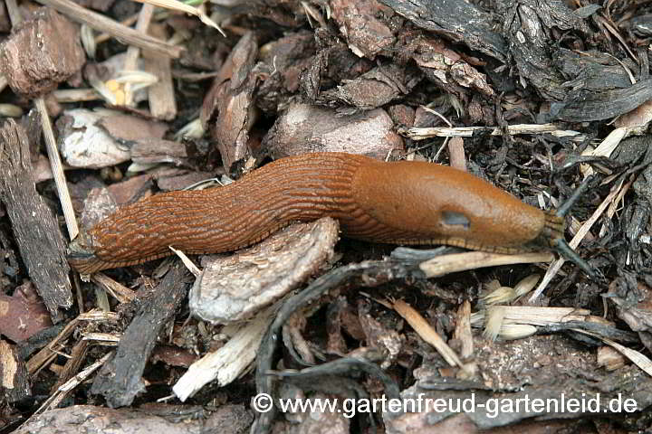 Spanische bzw. Gewöhnliche Wegschnecke