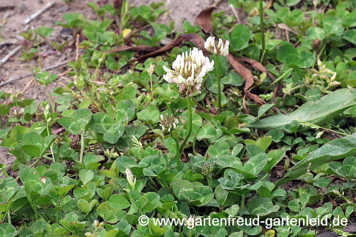 Trifolium repens – Kriechender Weißklee
