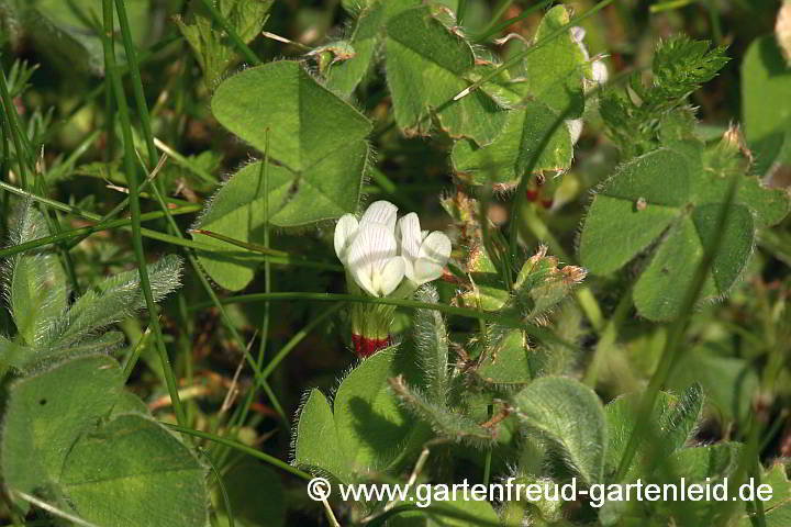 Trifolium subterraneum – Erdklee
