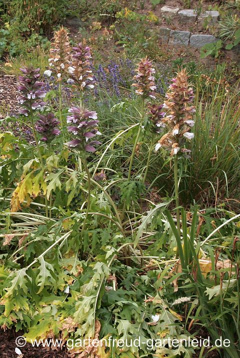 Dem tief wurzelnden Acanthus spinosus (Stachliger Akanthus) nützt oberflächliches Gießen wenig