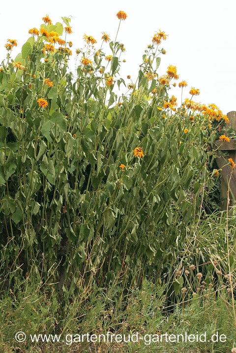 Heliopsis helianthoides (Sonnenauge) ist es deutlich zu trocken