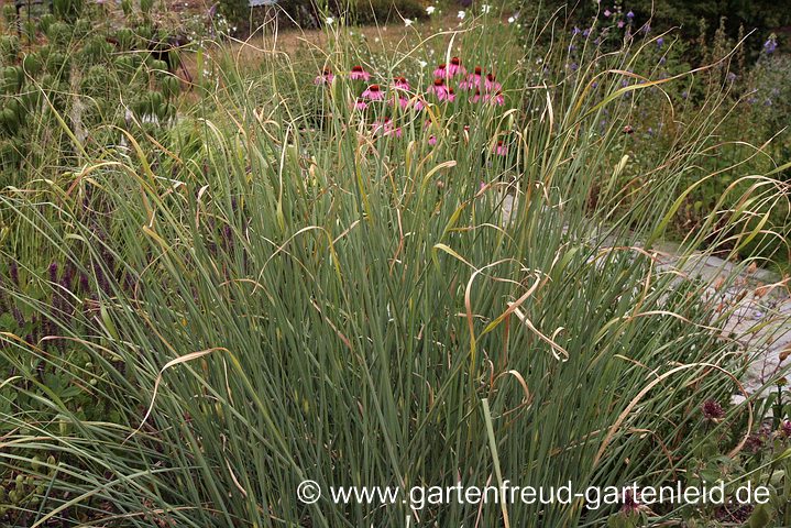 Höchste Eisenbahn: Bei diesem Chinaschilf (Miscanthus sinensis) sind bereits die Blattspitzen vertrocknet