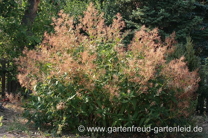 Trockenheitskünstler Aconogonon 'Johanniswolke' – Bergknöterich