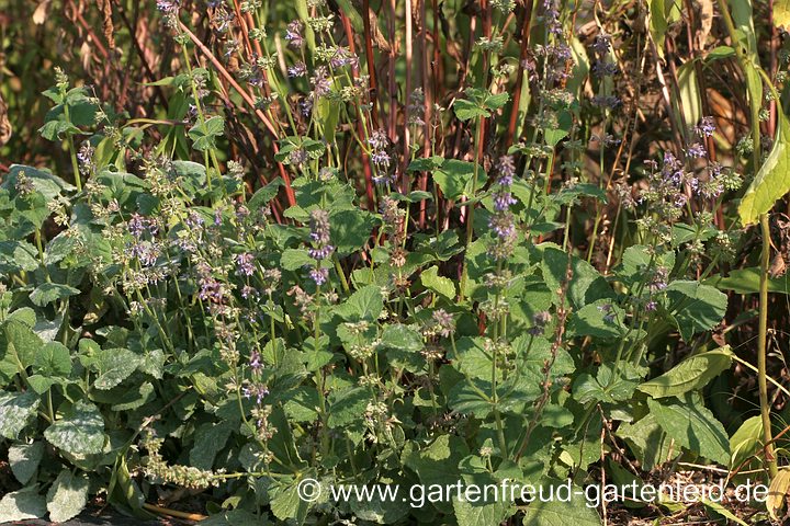 Trockenheitskünstler Salvia verticillata – Quirlblütiger Salbei