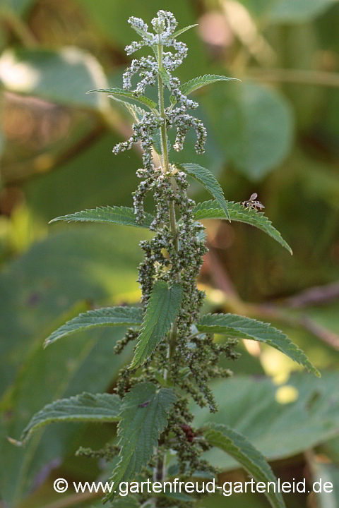 Urtica dioica – Brennnessel