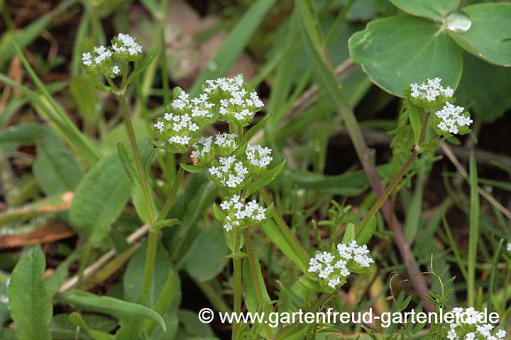 Valerianella locusta – Gewöhnlicher Feldsalat