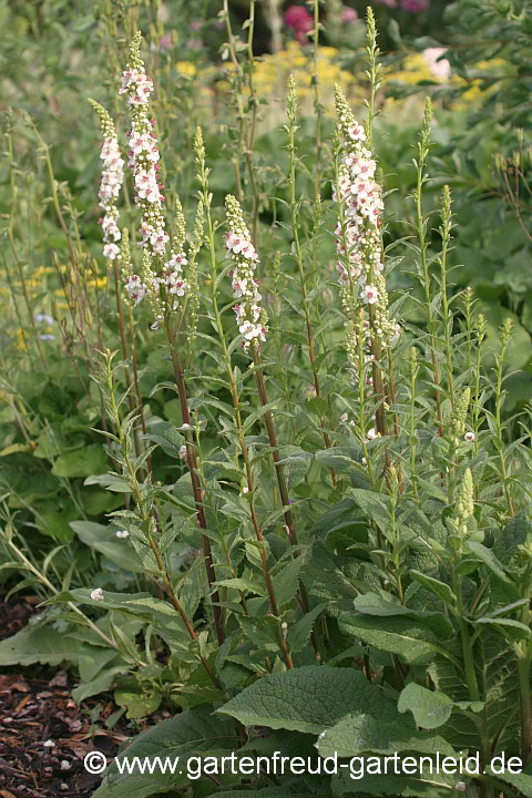 Verbascum chaixii `Album´ – Französische Königskerze