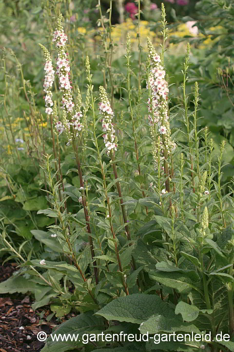 Verbascum chaixii `Album´ – Französische Königskerze