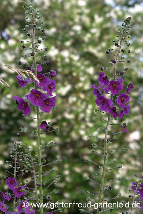 Verbascum phoeniceum 'Violetta' – Purpur-Königskerze