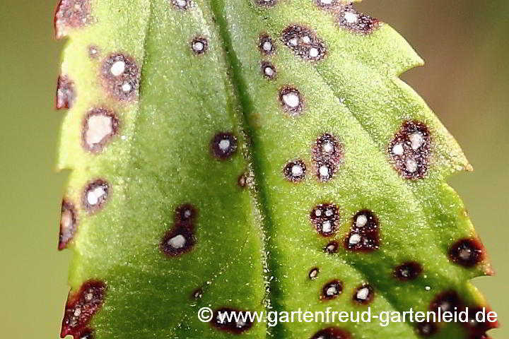 Veronica-Longifolia-Blatt mit Septoria