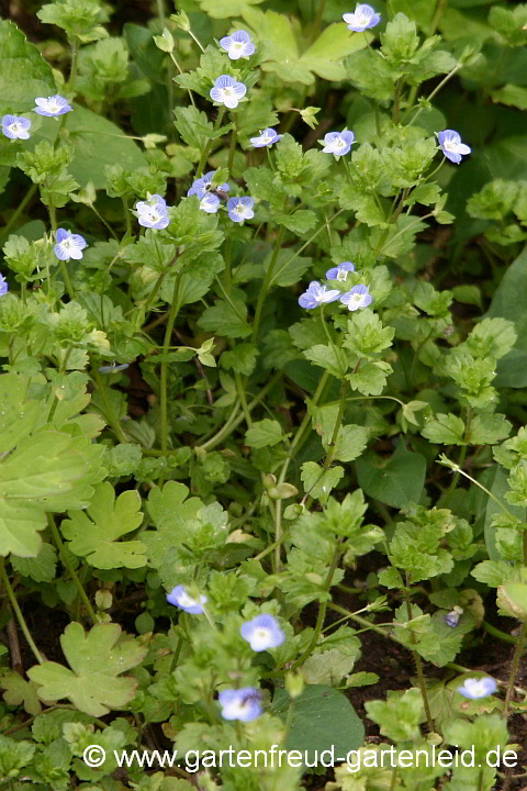 Veronica persica – Persischer Ehrenpreis