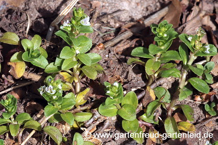 Veronica serpyllifolia – Quendel-Ehrenpreis