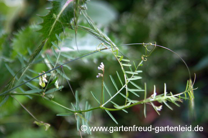 Vicia hirsuta – Rauhaarige Wicke