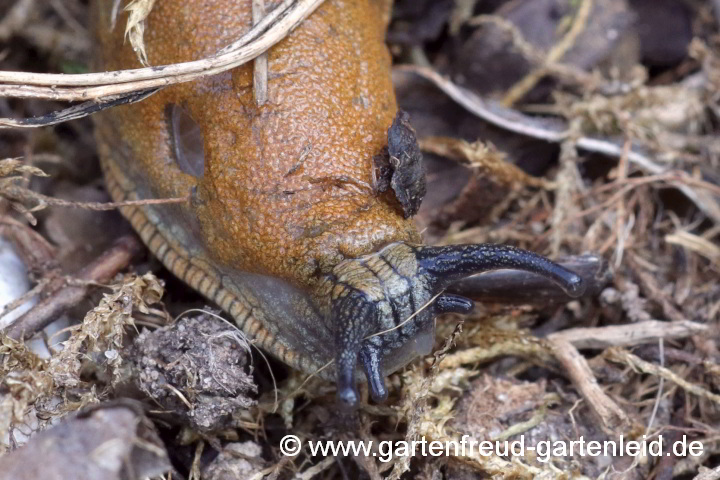 (vermutlich Spanische) Wegschnecke – Kopf 