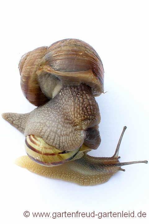 Weinbergschnecke auf Garten-Bänderschnecke