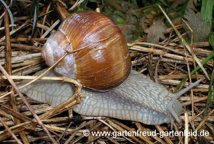 Weinbergschnecke