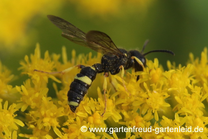 Bienenjagende Knotenwespe (Cercis rybyensis)