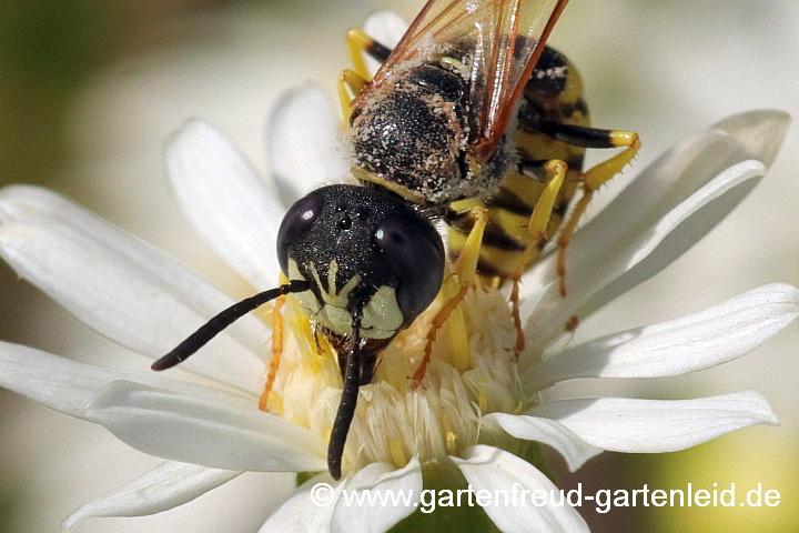 Bienenwolf-Männchen (Philanthus triangulum) auf Solidago ptarmicoides (Weiße Golddrute)