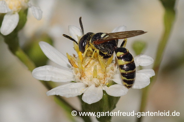 Bienenwolf-Männchen (Philanthus triangulum) auf Solidago ptarmicoides (Weiße Golddrute)